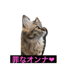 嵐をよぶネコたち。（個別スタンプ：3）
