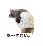 嵐をよぶネコたち。（個別スタンプ：5）