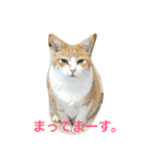 嵐をよぶネコたち。（個別スタンプ：6）