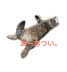 嵐をよぶネコたち。（個別スタンプ：7）