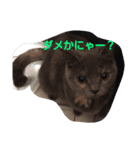 nekonokone（個別スタンプ：1）