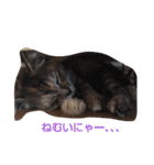 nekonokone（個別スタンプ：2）