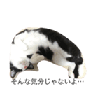 3nyans 1（個別スタンプ：2）