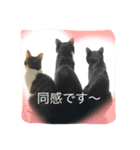 3nyans 1（個別スタンプ：3）