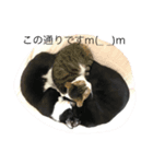 3nyans 1（個別スタンプ：5）