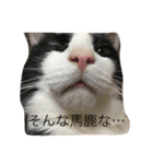 3nyans 1（個別スタンプ：6）