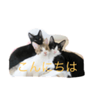 3nyans 1（個別スタンプ：7）