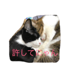 3nyans 1（個別スタンプ：8）