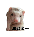 我が家の生き物（個別スタンプ：3）