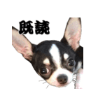 我が家の生き物（個別スタンプ：8）