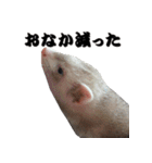 我が家の生き物（個別スタンプ：12）
