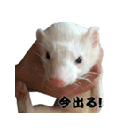 我が家の生き物（個別スタンプ：13）