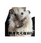 我が家の生き物（個別スタンプ：16）