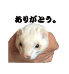 我が家の生き物（個別スタンプ：38）