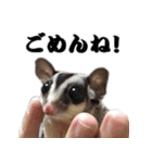 我が家の生き物（個別スタンプ：39）