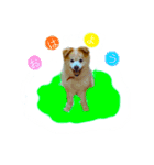 ミックス犬ももの日常（個別スタンプ：1）