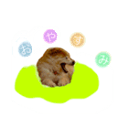 ミックス犬ももの日常（個別スタンプ：2）