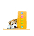 ミックス犬ももの日常（個別スタンプ：3）