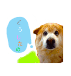 ミックス犬ももの日常（個別スタンプ：8）