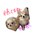 ロングコートチワワももちゃん（個別スタンプ：2）