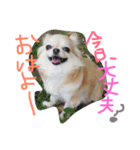 ロングコートチワワももちゃん（個別スタンプ：4）