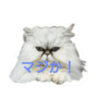 ちぃむらいむ2（個別スタンプ：5）
