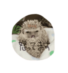 可愛すぎるが故に罪なハリネズミ（個別スタンプ：2）