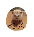可愛すぎるが故に罪なハリネズミ（個別スタンプ：4）