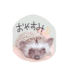 可愛すぎるが故に罪なハリネズミ（個別スタンプ：5）