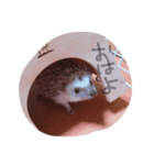 可愛すぎるが故に罪なハリネズミ（個別スタンプ：6）