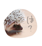 可愛すぎるが故に罪なハリネズミ（個別スタンプ：7）