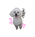 白プー♡（個別スタンプ：1）