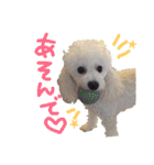 白プー♡（個別スタンプ：4）