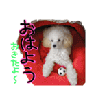 白プー♡（個別スタンプ：22）