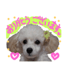 白プー♡（個別スタンプ：24）