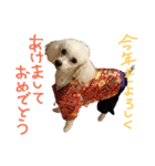 白プー♡（個別スタンプ：38）