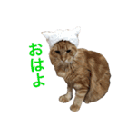 ひなた＆みかんと猫友会の仲間たち（個別スタンプ：1）