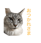 ひなた＆みかんと猫友会の仲間たち（個別スタンプ：2）