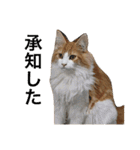 ひなた＆みかんと猫友会の仲間たち（個別スタンプ：3）