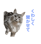 ひなた＆みかんと猫友会の仲間たち（個別スタンプ：4）
