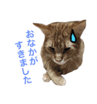 ひなた＆みかんと猫友会の仲間たち（個別スタンプ：7）