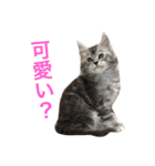ひなた＆みかんと猫友会の仲間たち（個別スタンプ：8）