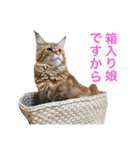ひなた＆みかんと猫友会の仲間たち（個別スタンプ：9）
