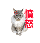ひなた＆みかんと猫友会の仲間たち（個別スタンプ：10）