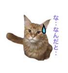 ひなた＆みかんと猫友会の仲間たち（個別スタンプ：11）