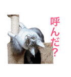 ひなた＆みかんと猫友会の仲間たち（個別スタンプ：14）