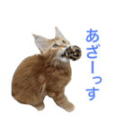 ひなた＆みかんと猫友会の仲間たち（個別スタンプ：15）