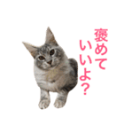 ひなた＆みかんと猫友会の仲間たち（個別スタンプ：16）