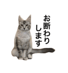 ひなた＆みかんと猫友会の仲間たち（個別スタンプ：17）