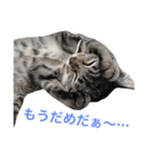 ひなた＆みかんと猫友会の仲間たち（個別スタンプ：19）